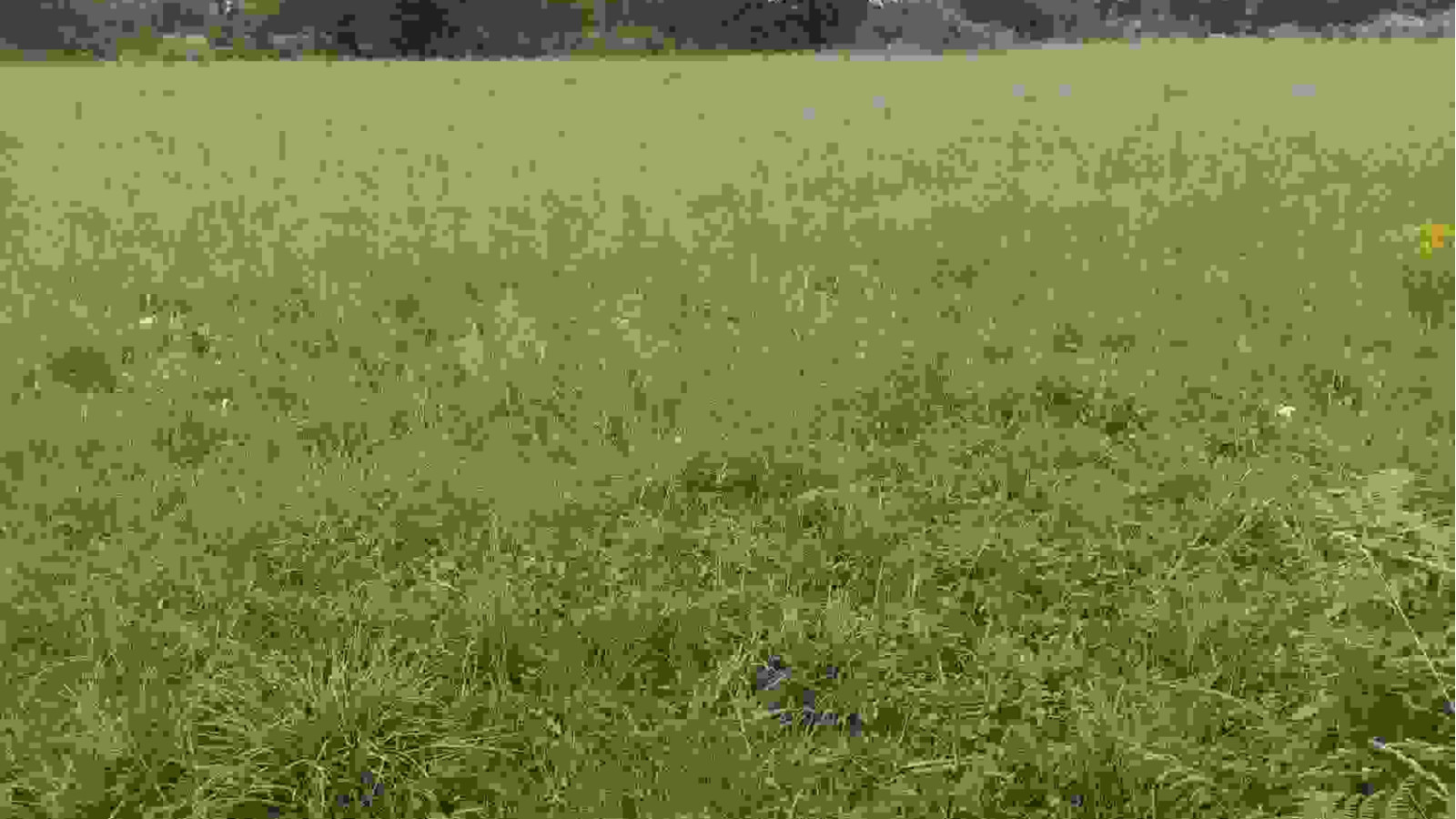 Terrain constructible de 629m2 à Pléchâtel